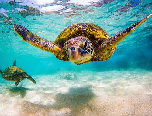 Interesting Facts About Sea Turtles